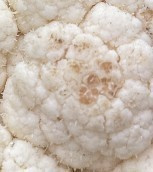 ein Chinakohl mit Blattrandnekrose