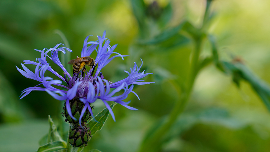 KI generiert: Das Bild zeigt eine Auswahl an Wurzelgemüsen, darunter lila Karotten, Pastinaken und eine Steckrübe, auf einem Holztisch arrangiert.