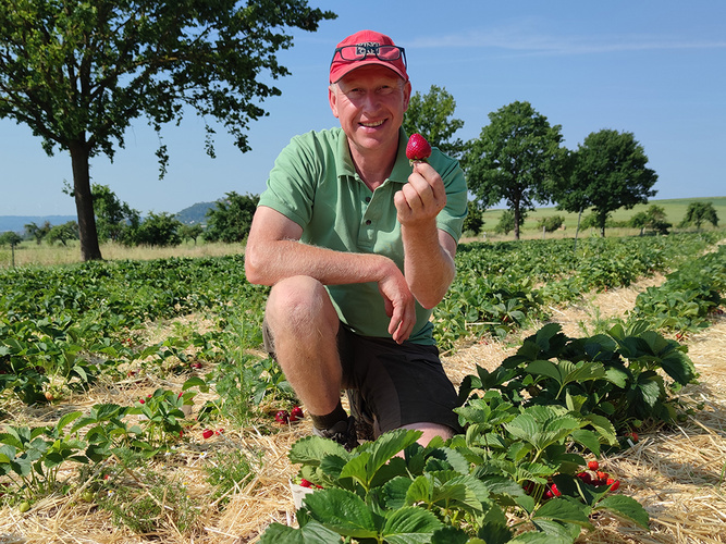 KI generiert: Eine Person kniet auf einem Erdbeerfeld und hält eine Erdbeere in der Hand.