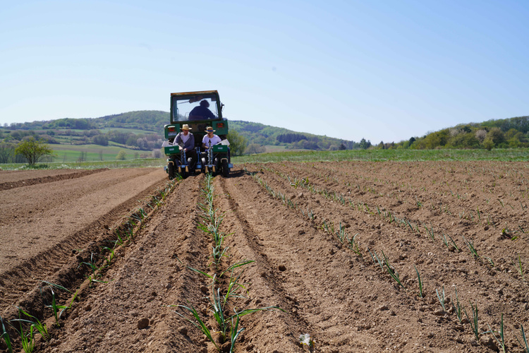 KI generiert: Ein Traktor auf einem Feld mit jungen Pflanzreihen und Hügeln im Hintergrund.