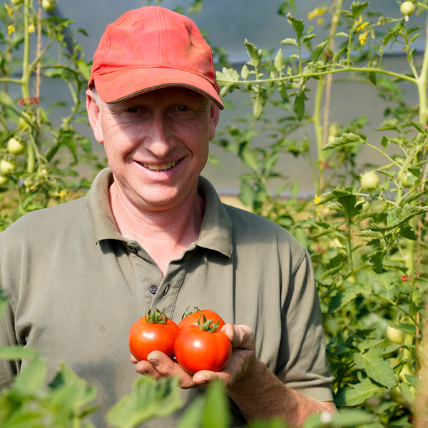 Regionaler Erzeuger mit Tomaten im Gewächshaus