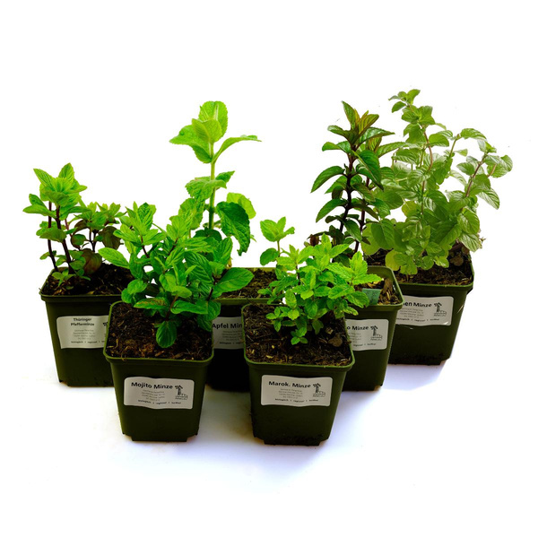 Produktfoto zu Minzkräuter Paket mit  6 Minzen