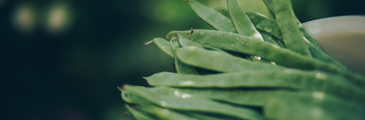 Warenkunde Obst und Gemüse in der Ökokiste