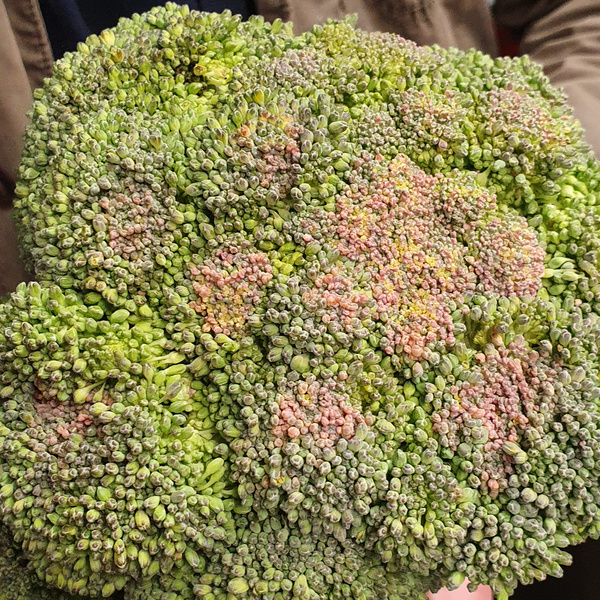 Gelb verfärbter Brokkoli