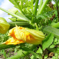 Blühende Pflanze mit gelben Blüten