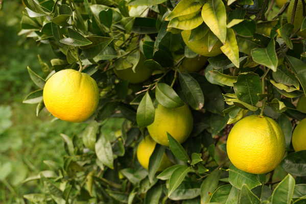 Zitrusfrüchte an einem Baum