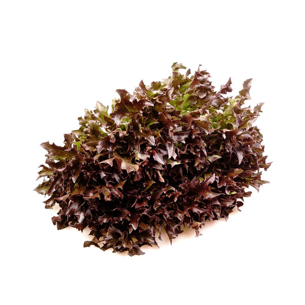 Produktfoto zu Lollo rosso