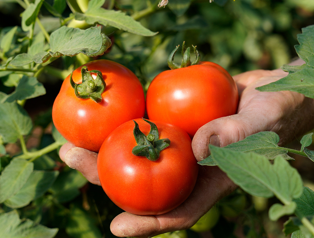 KI generiert: Das Bild zeigt eine Auswahl an Wurzelgemüsen, darunter lila Karotten, Pastinaken und eine Steckrübe, auf einem Holztisch arrangiert.