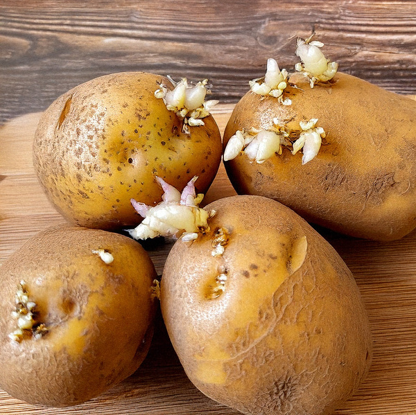 KI generiert: Das Bild zeigt mehrere Kartoffeln mit sichtbaren Keimen auf einer Holzoberfläche. Der Hauptinhalt sind die Sprossen, die aus den Kartoffeln herauswachsen.