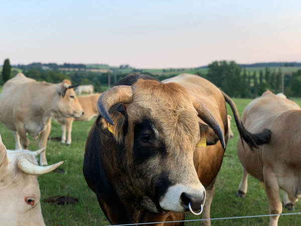 Rinder auf einer Weide