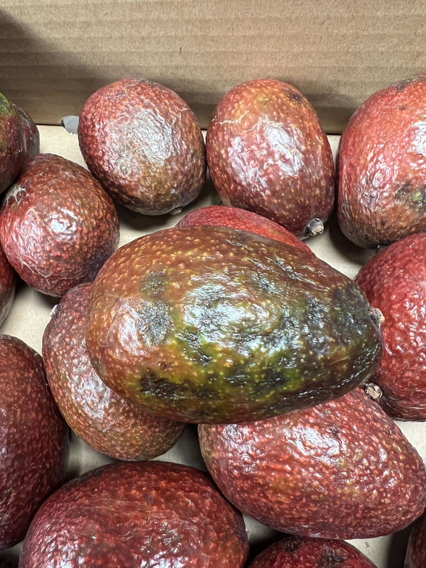 KI generiert: Das Bild zeigt eine stilisierte Illustration einer gelben Karotte mit grünem Blattwerk auf einem hellgrünen Hintergrund. Der Hauptinhalt ist die minimalistische Darstellung der Karotte.