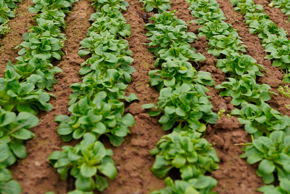 Salat im Anbau