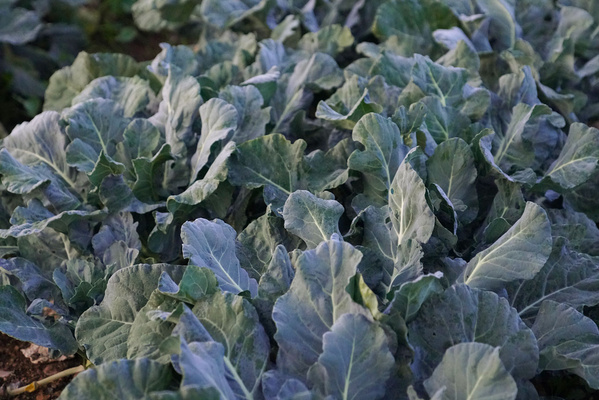 Broccolifeld