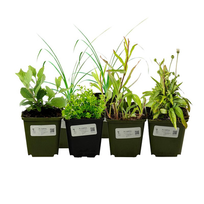 Produktfoto zu Trockenresistente Stauden