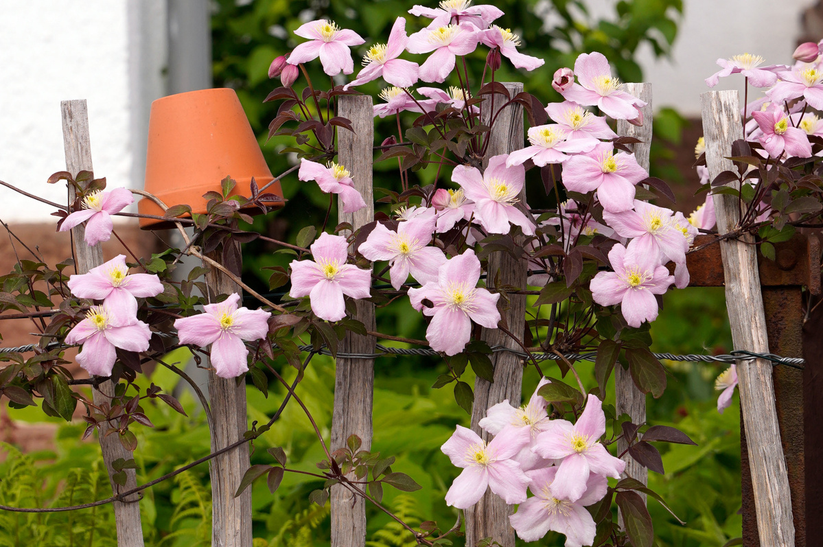 KI generiert: Das Bild zeigt eine Auswahl an Wurzelgemüsen, darunter lila Karotten, Pastinaken und eine Steckrübe, auf einem Holztisch arrangiert.