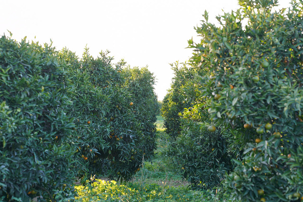 Zitrusfruchtplantage