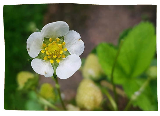 Inhaber von Löckes Bio-Pilze