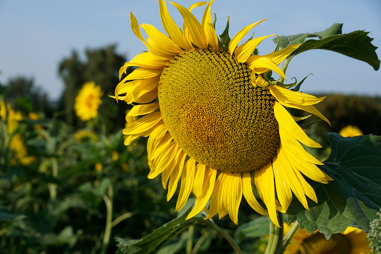 KI generiert: Nahaufnahme einer großen Sonnenblume in einem Feld, mit blauem Himmel im Hintergrund.