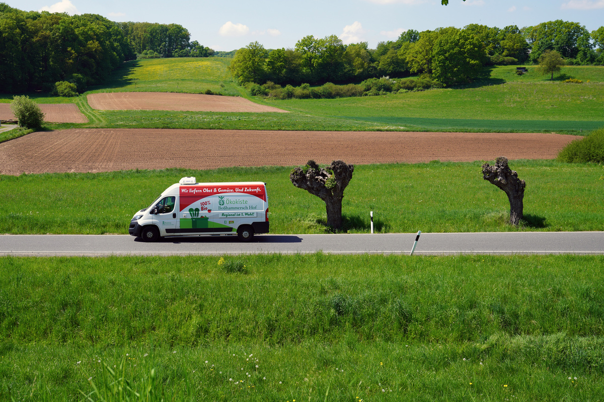 KI generiert: Das Bild zeigt eine Auswahl an Wurzelgemüsen, darunter lila Karotten, Pastinaken und eine Steckrübe, auf einem Holztisch arrangiert.