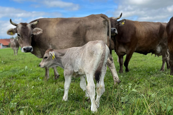 Kühe mit einem Kalb auf der Weider