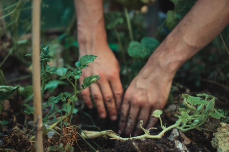 KI generiert: Das Bild zeigt zwei Hände, die in der Erde arbeiten, um Pflanzen oder Setzlinge zu pflegen oder einzupflanzen. Es vermittelt eine Szene von Gartenarbeit im Freien.