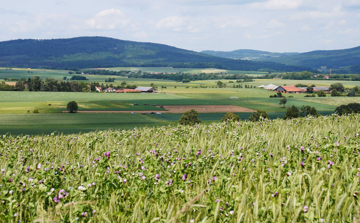 KI generiert: Das Bild zeigt eine Auswahl an Wurzelgemüsen, darunter lila Karotten, Pastinaken und eine Steckrübe, auf einem Holztisch arrangiert.