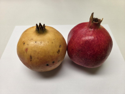 KI generiert: Das Bild zeigt eine stilisierte Illustration einer gelben Karotte mit grünem Blattwerk auf einem hellgrünen Hintergrund. Der Hauptinhalt ist die minimalistische Darstellung der Karotte.