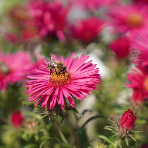Biene sitzt auf Blume