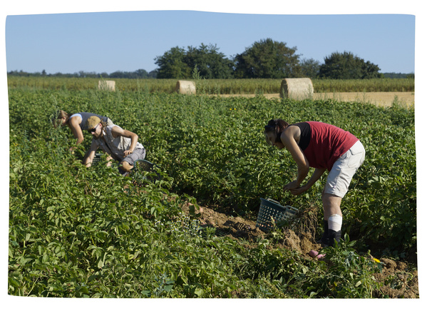 Petra Ritter bei der Ernte per Hand