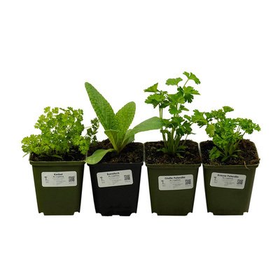 Produktfoto zu Nachfüllset Grüne Soße Kräuter einjährig