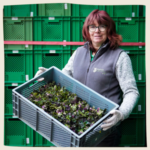 KI generiert: Eine Person hält eine Kiste mit frischem Gemüse, umgeben von grünen Kisten im Hintergrund. Der Fokus liegt auf der Präsentation von frischen, möglicherweise biologischen Produkten.