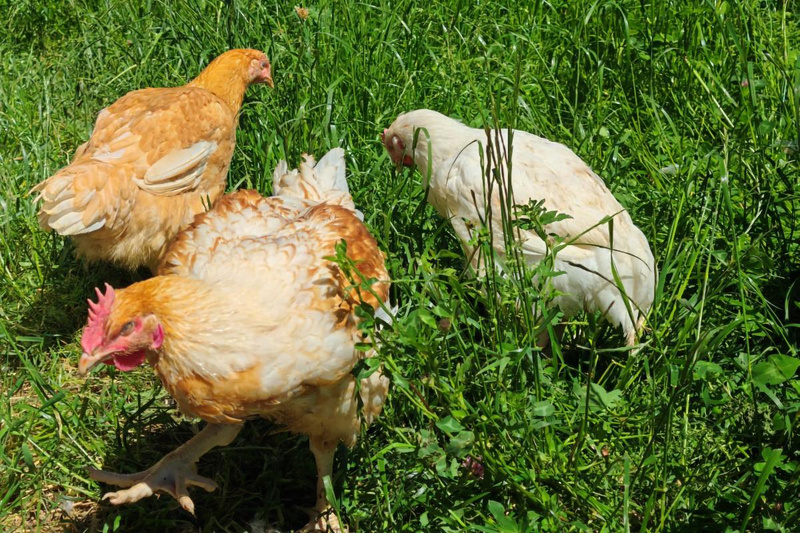 Hähnchen vom Geflügelhof Roth in Witzenhausen