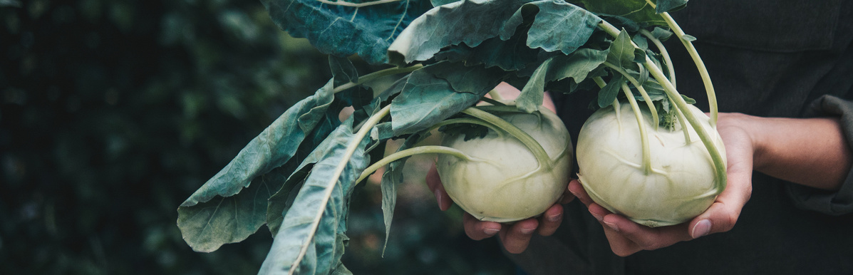 Warenkunde Obst und Gemüse in der Ökokiste