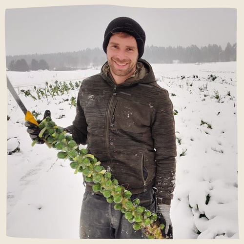 Biohof Kohl bei der Rosenkohlernte