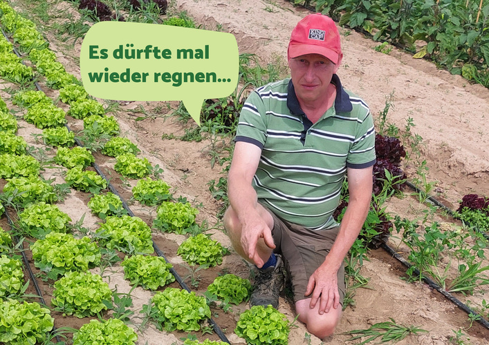 Andreas Hanisch auf dem Feld mit Salat