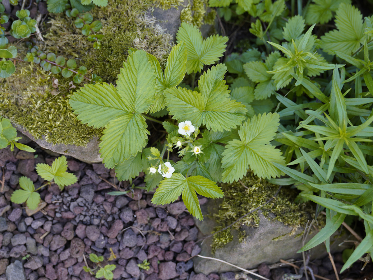 KI generiert: Das Bild zeigt eine Auswahl an Wurzelgemüsen, darunter lila Karotten, Pastinaken und eine Steckrübe, auf einem Holztisch arrangiert.