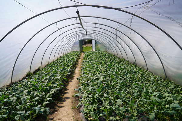 Folientunnel