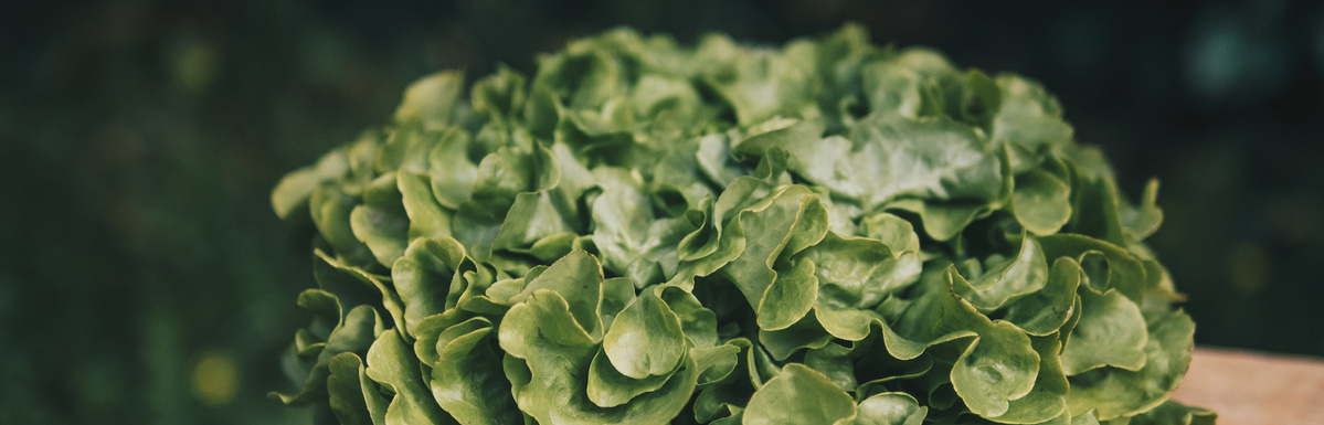 Warenkunde Obst und Gemüse in der Ökokiste