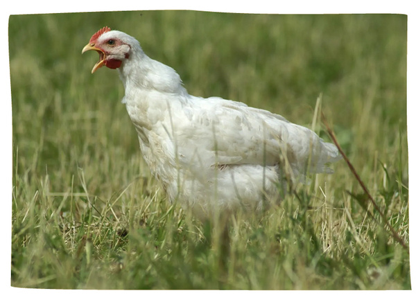 Huhn des Biohof Schaffner