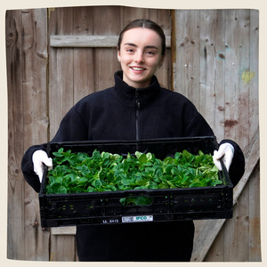 KI generiert: Eine Person hält eine Kiste voller frischem grünem Gemüse und lächelt in die Kamera. Der Hintergrund besteht aus einer Holzwand.