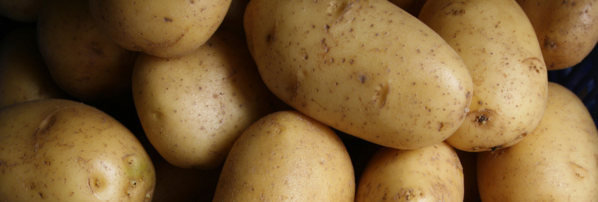 KI generiert: Das Bild zeigt eine Ansammlung von rohen, ungeschälten Kartoffeln. Sie sind dicht beieinander angeordnet und haben eine hellbraune Schale.