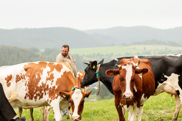 Kühe auf einer Weide