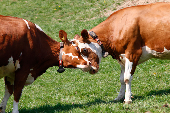 Kühe auf einer Weide