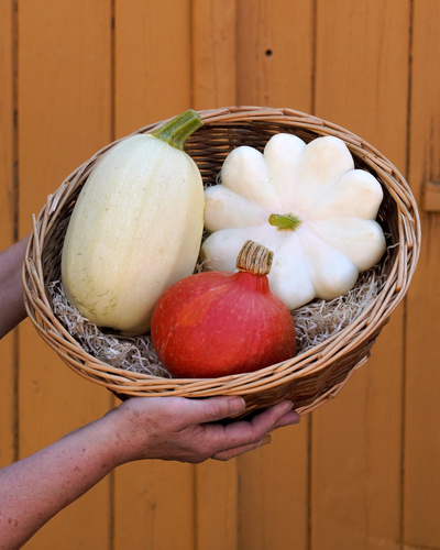 KI generiert: Ein Korb mit einem Spaghettikürbis, einem Patisson und einem Hokkaidokürbis.