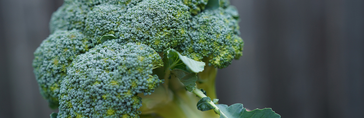 Warenkunde Obst und Gemüse in der Ökokiste