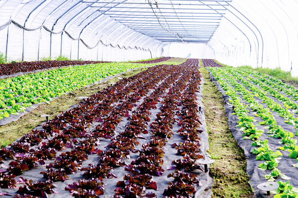 Salate im Folientunnel