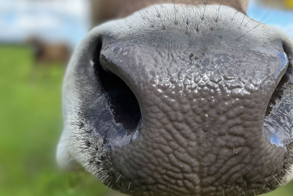 Nahaufnahme der Nase einer Kuh