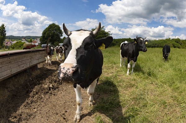 Kühe auf einer Weide