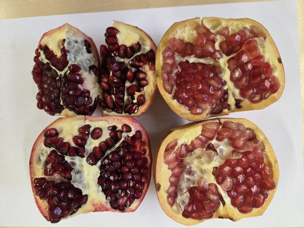 KI generiert: Vier halbierte Granatäpfel auf weißem Hintergrund.