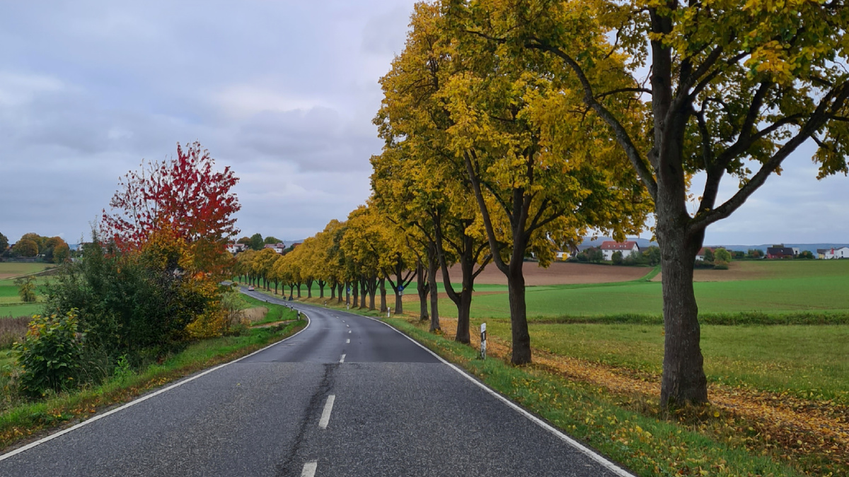 KI generiert: Das Bild zeigt eine Auswahl an Wurzelgemüsen, darunter lila Karotten, Pastinaken und eine Steckrübe, auf einem Holztisch arrangiert.